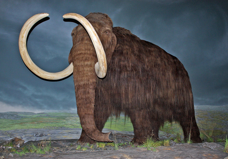 Illustration for article titled No, we won't be able to clone a woolly mammoth in the next five years